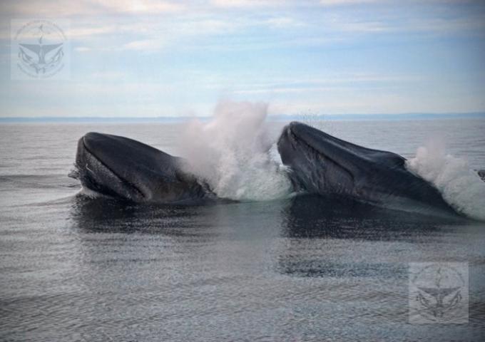 Baleine Bleu